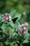 Butterfly feeding on  pink flower