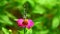 Butterfly feeding on pink flower sunlit garden