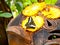 Butterfly feeding a sweet nectar of pineapple