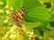 Butterfly feeds on linden pollen