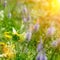 Butterfly on field flowers and sun