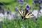 Butterfly, field, lavander