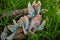 Butterfly, field, vegetation, flora, nature