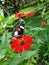 Butterfly finding nectar for life