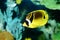 Butterfly fish