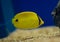 Butterfly Fish  with black spotted tail - Yellow