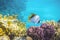 Butterfly Fish near Coral Reef in the Ocean over Colorful Coral Reef. Threadfin Butterflyfish with Black, Yellow and White Stripes