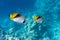 Butterfly Fish Near Coral Reef In The Ocean, Side View. Colorful Threadfin Butterflyfish With Black, Yellow And White Stripes.