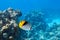 Butterfly Fish Near Coral Reef In The Ocean, Side View. Colorful Threadfin Butterflyfish With Black, Yellow And White Stripes.
