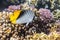 Butterfly Fish near coral reef in the ocean. Threadfin Butterflyfish with black, yellow and white stripes. Colorful tropical fish