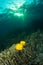 Butterfly fish on a reef at dusk