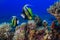 Butterfly fish swims among the corals. Underwater Photo.