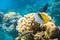 Butterfly Fish And Thalassoma Pavo Near Coral Reef In The Ocean. Threadfin Butterflyfish With Black, Yellow And White Stripes.