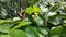 A butterfly flies around a longan flower