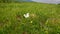 Butterfly flies on a meadow.