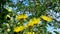 Butterfly flies over yellow elecampane flowers