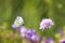 butterfly flies to the flower for nectar on a summer meadow