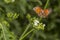 Butterfly In Flight With Motion Blur