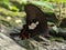 Butterfly fling in Bangladesh Papilio helenus