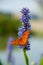 Butterfly on Flower