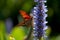 Butterfly on Flower