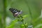 Butterfly on a Flower