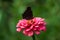 Butterfly on a flower