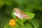 A butterfly on flower