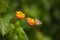 A butterfly on flower