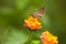 A butterfly on flower