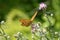 Butterfly on a flower