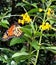 Butterfly on a Flower