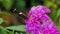 Butterfly on a flower