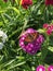 Butterfly on a flower