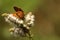 Butterfly in a flower