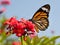 Butterfly and flower