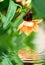 Butterfly on the flower