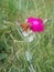 A butterfly on flower