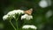 Butterfly on a flower. Beautiful painted lady Vanessa cardui