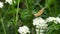 Butterfly on a flower. Beautiful painted lady Vanessa cardui