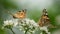 Butterfly on a flower. Beautiful painted lady Vanessa cardui