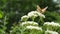 Butterfly on a flower. Beautiful painted lady Vanessa cardui