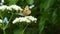 Butterfly on a flower. Beautiful painted lady Vanessa cardui