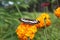 Butterfly on flower. Black butterfly insect on yellow marigold flowers garden