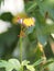 Butterfly on the flower blur nature background environment garden insect animal