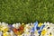 Butterfly flower border background, grass copy space, spring meadow scene