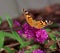 Butterfly on flower Buddleja davidii
