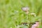 Butterfly and flower, butterfly in Bali, nature of Indonesia, green grass,