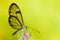 Butterfly on flower. Clearwing butterfly with transparent `glass` wings Greta oto closeup sitting drinking nectar purple flower