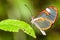 Butterfly on flower. Clearwing butterfly with transparent `glass` wings Greta oto closeup sitting on a green leaf